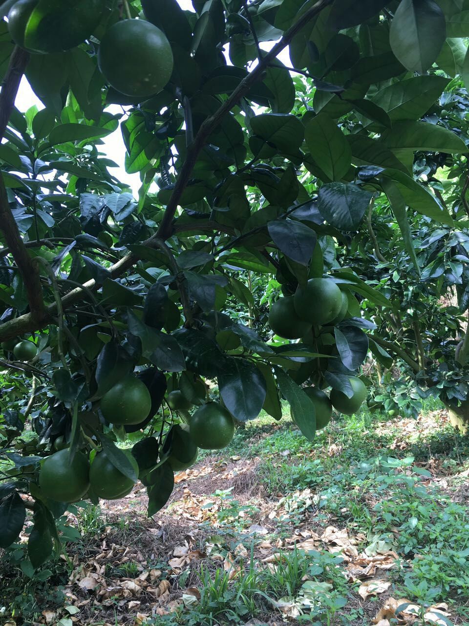 成長中的三紅蜜柚