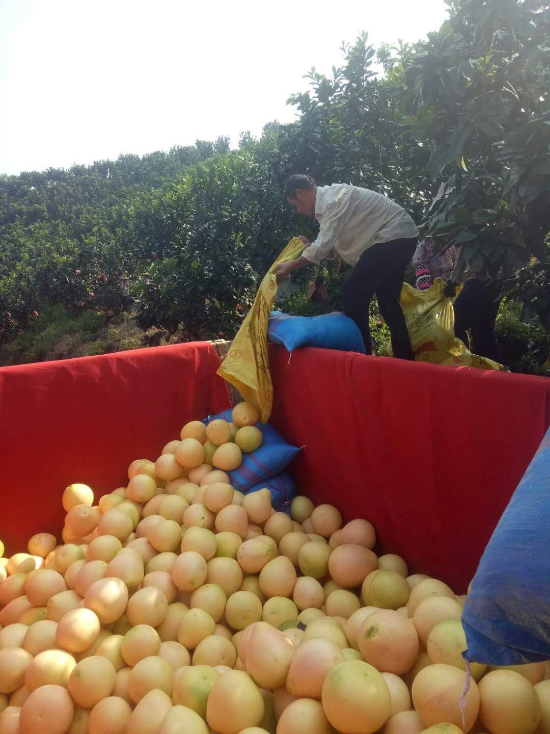 剛摘下來三紅柚