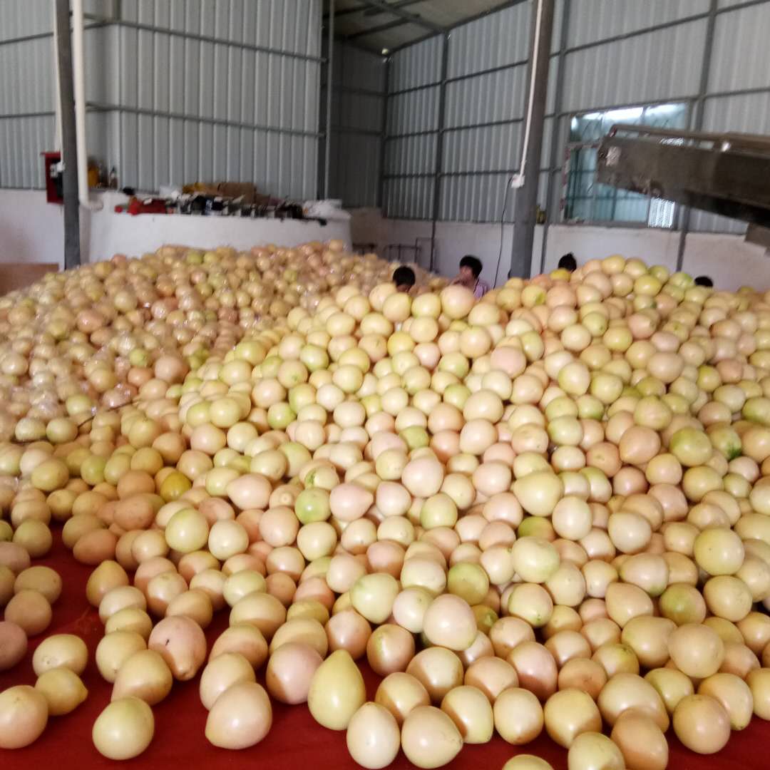 按規(guī)格分類蜜柚