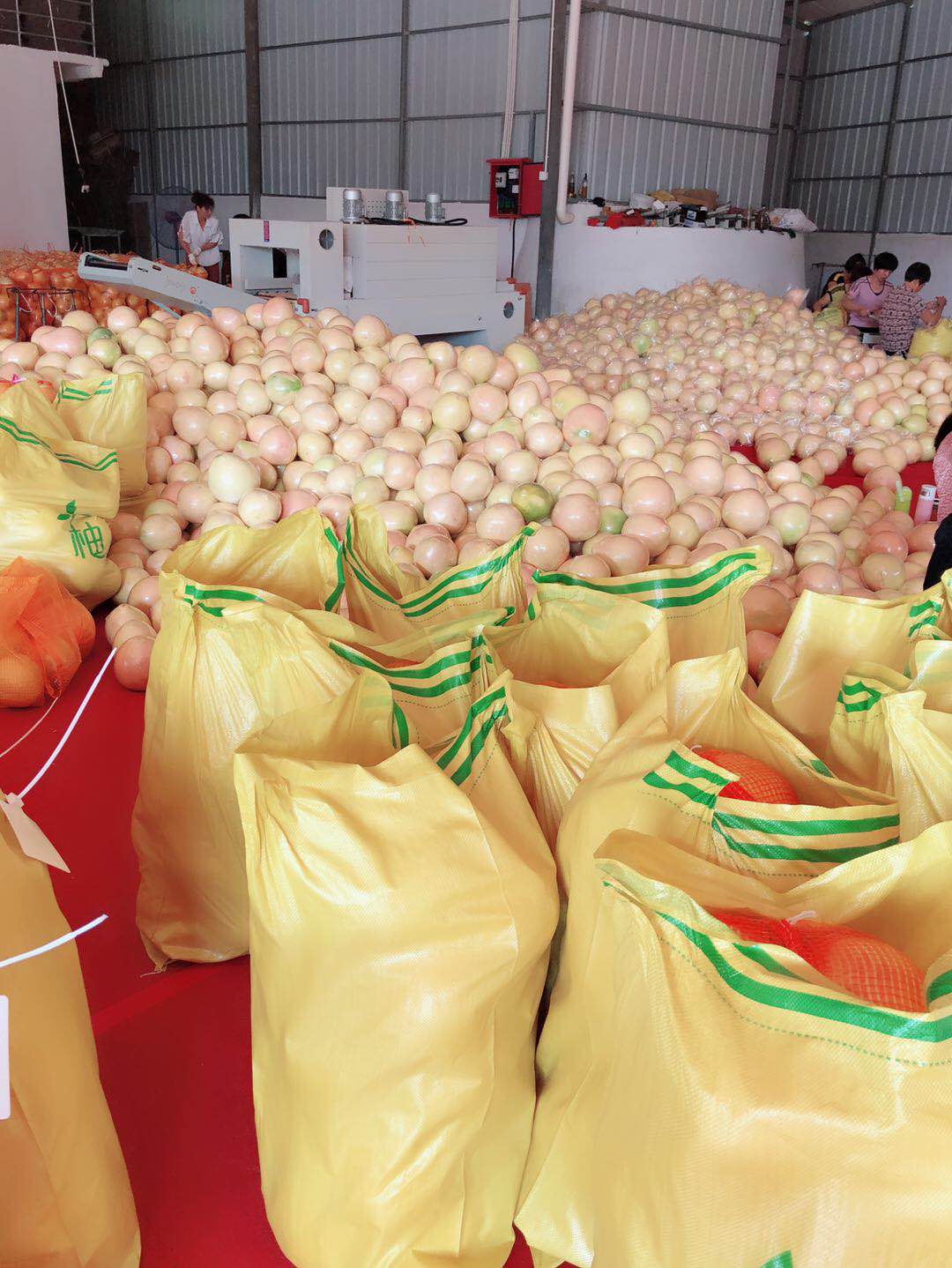 打包發快遞的蜜柚