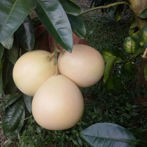 成熟的三紅蜜柚