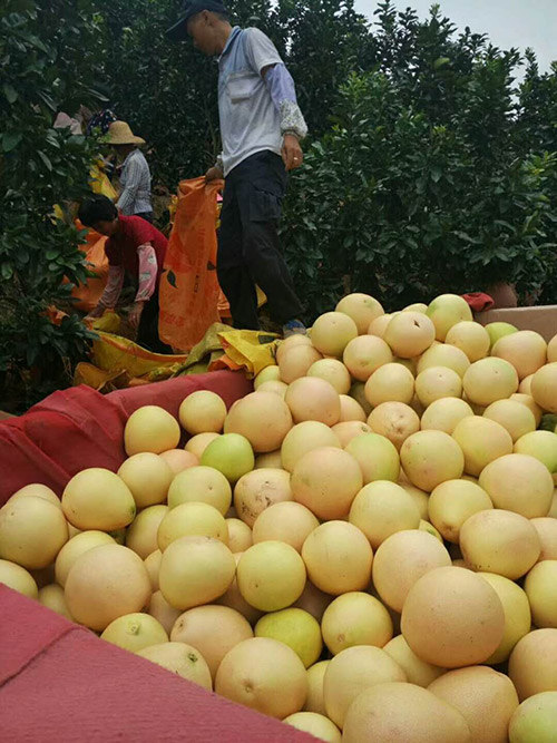 剛下樹的三紅蜜柚