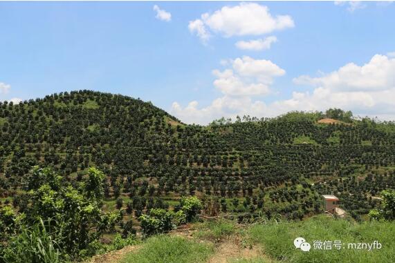 【梅州新農人風采】五華阿哥三紅柚情結