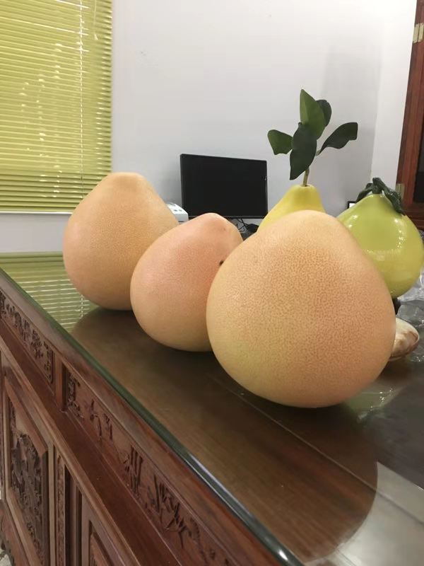 剛摘下來的三紅蜜柚
