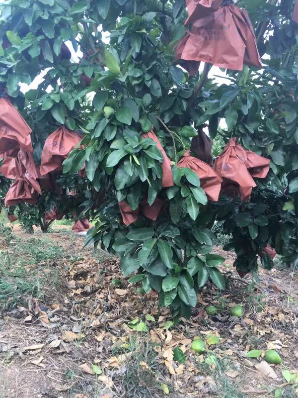 已套袋的三紅柚