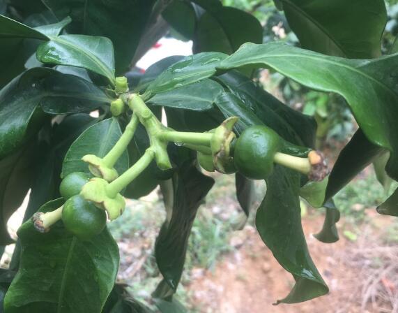 賞花，疏花，保果