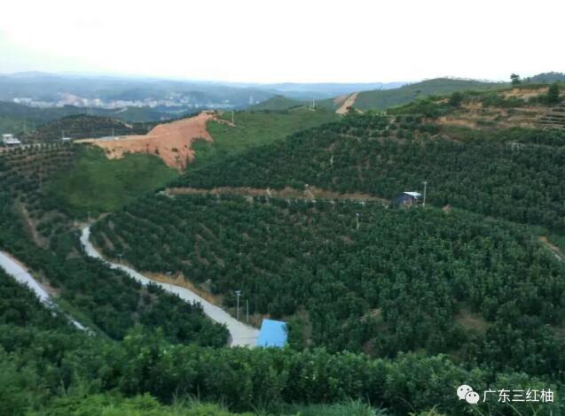 廣東三紅柚（蜜柚）即將上市，等您來撩！