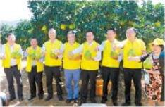 鳴鑼開采！梅州金柚正式上市 